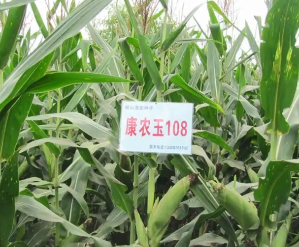 918博天堂玉108玉米基地