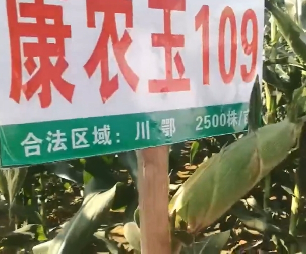 918博天堂玉109玉米基地