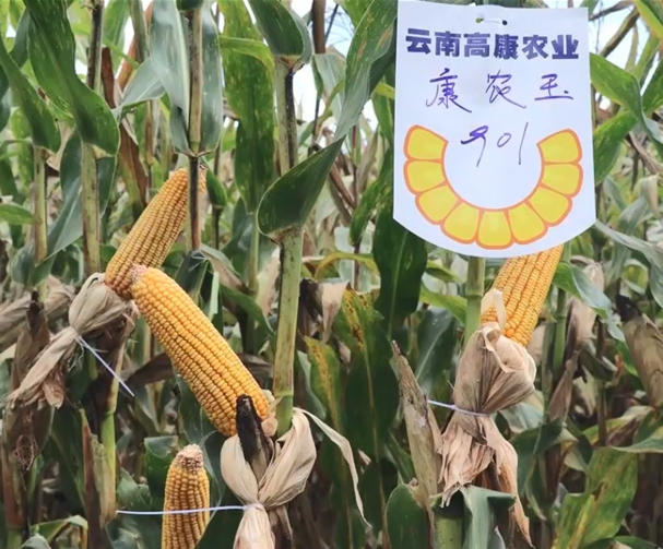 918博天堂玉901玉米基地