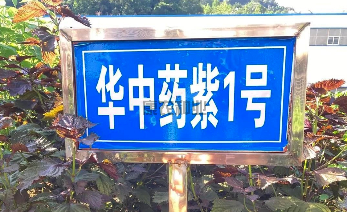 Huazhong Medicine Purple No. 1