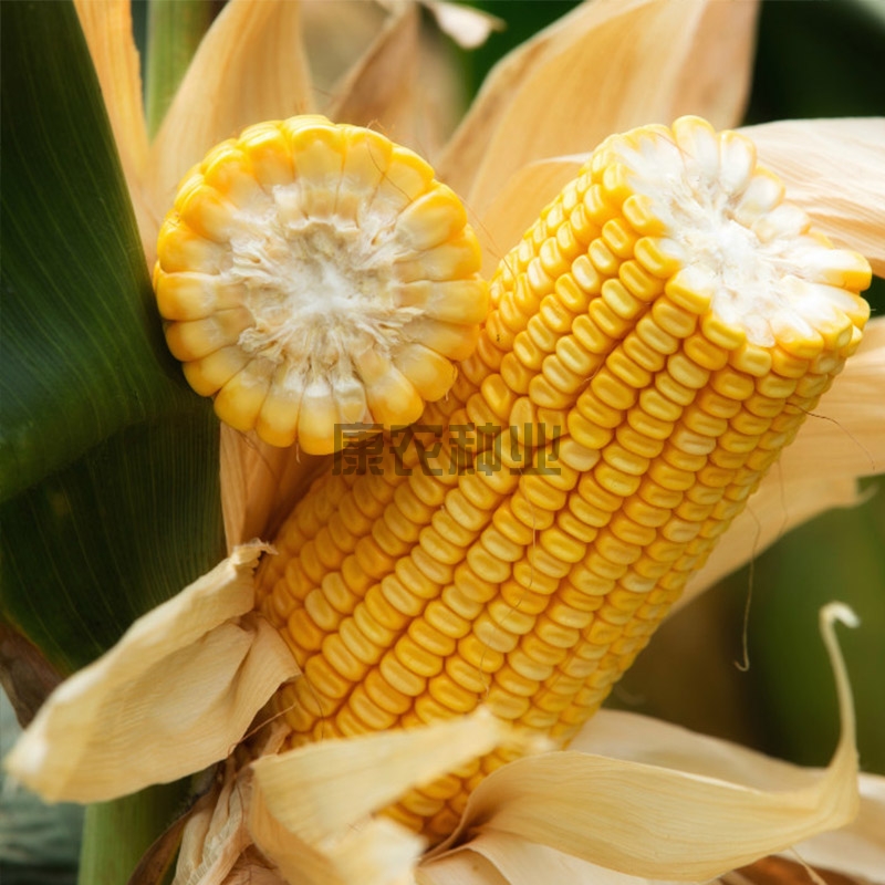 Connon Corn007