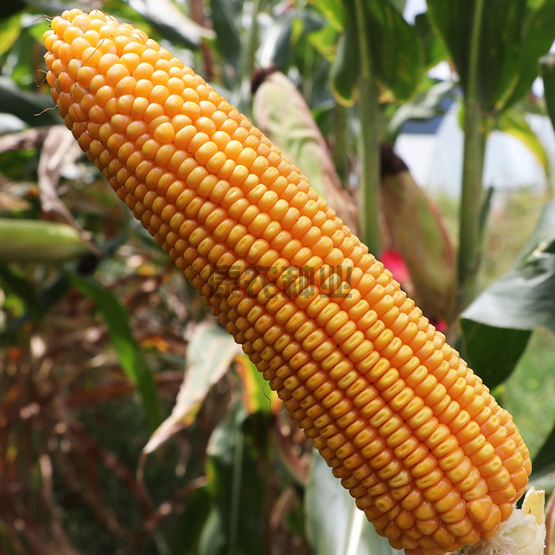 Connong Corn No. 3