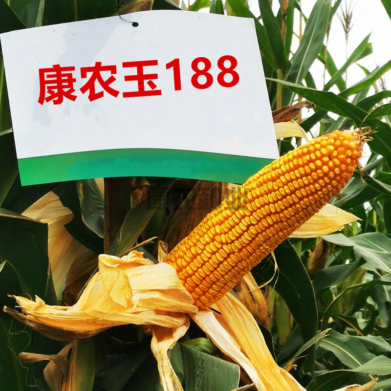 Connon Corn 188