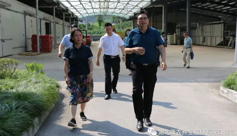 Wu Hongya, a first-class inspector of the provincial peoples and religious Commission, and her delegation came to kangnong seed industry for research and guidance